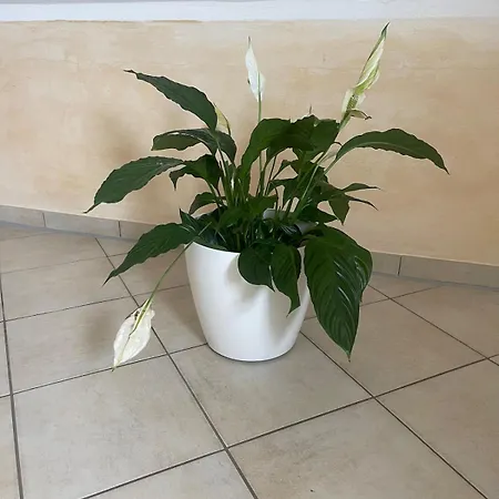 Experience Peace And Quiet Enjoy Space * Munique