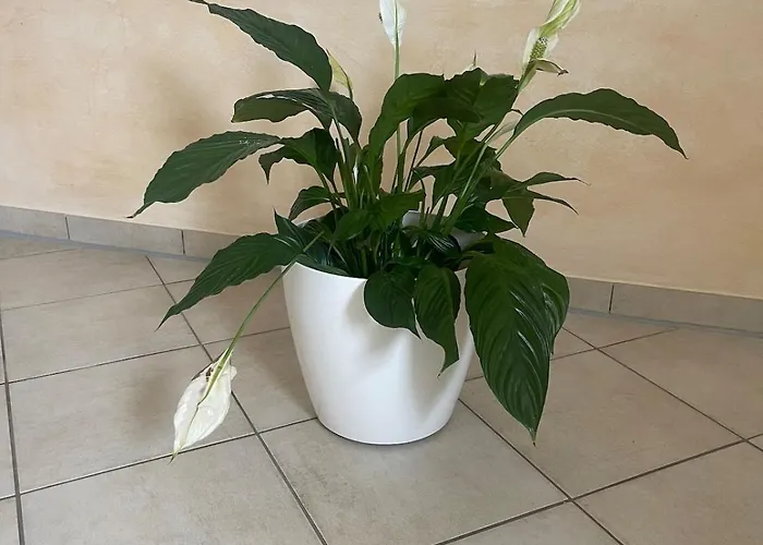 Experience Peace&quiet Enjoy Space * Munster (North Rhine-Westphalia)